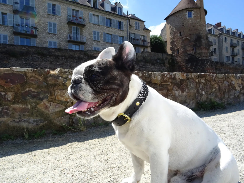 Collier en sangle tressée pour chien OKAPIA JOHNSTONI - 3