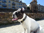 Collier en sangle tressée pour chien OKAPIA JOHNSTONI - 3