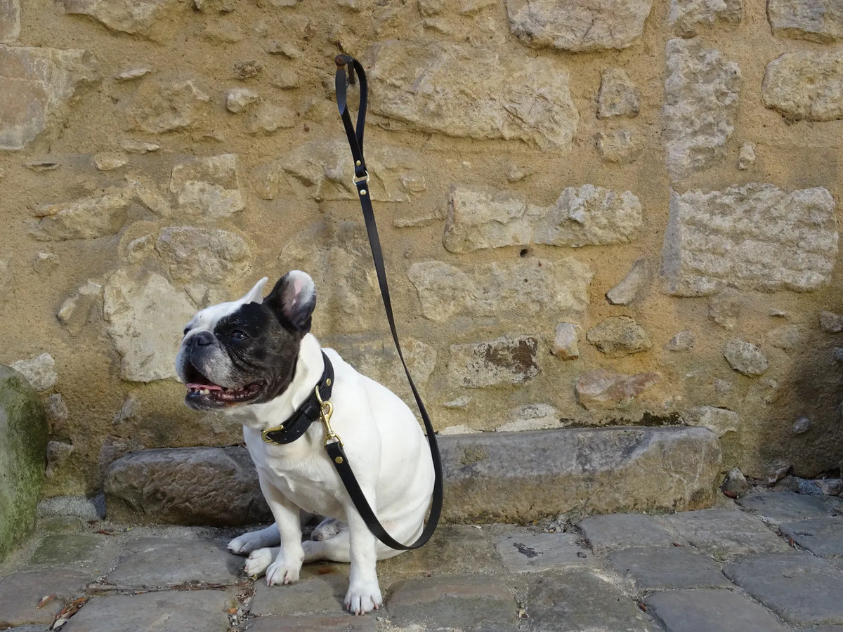 Kit balade collier + laisse CANIS  LUPUS - 2