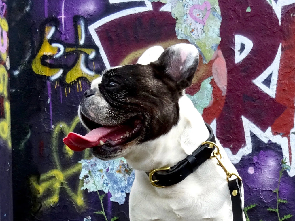 Collier pour chien en cuir CANIS LUPUS - 2