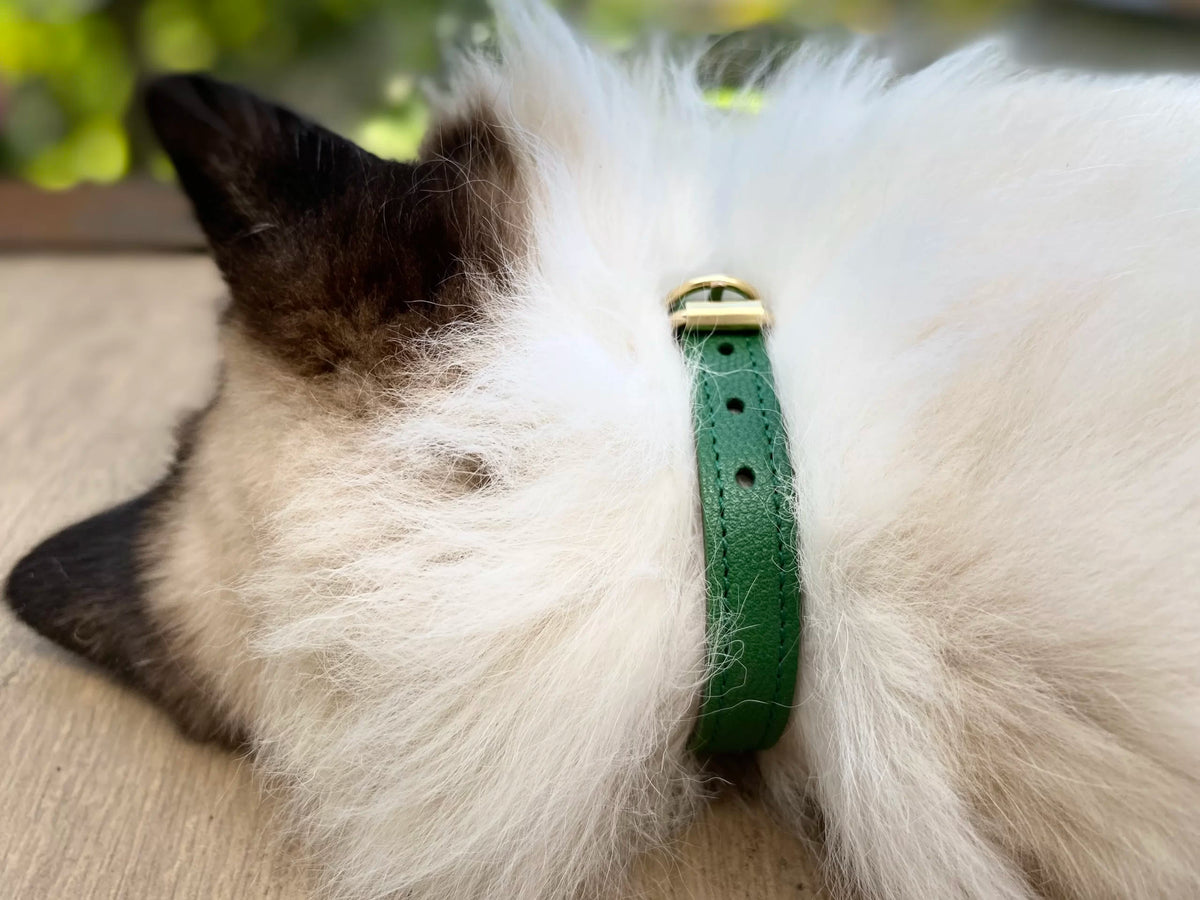 Collier pour chat en cuir LYNX LYNX - 14