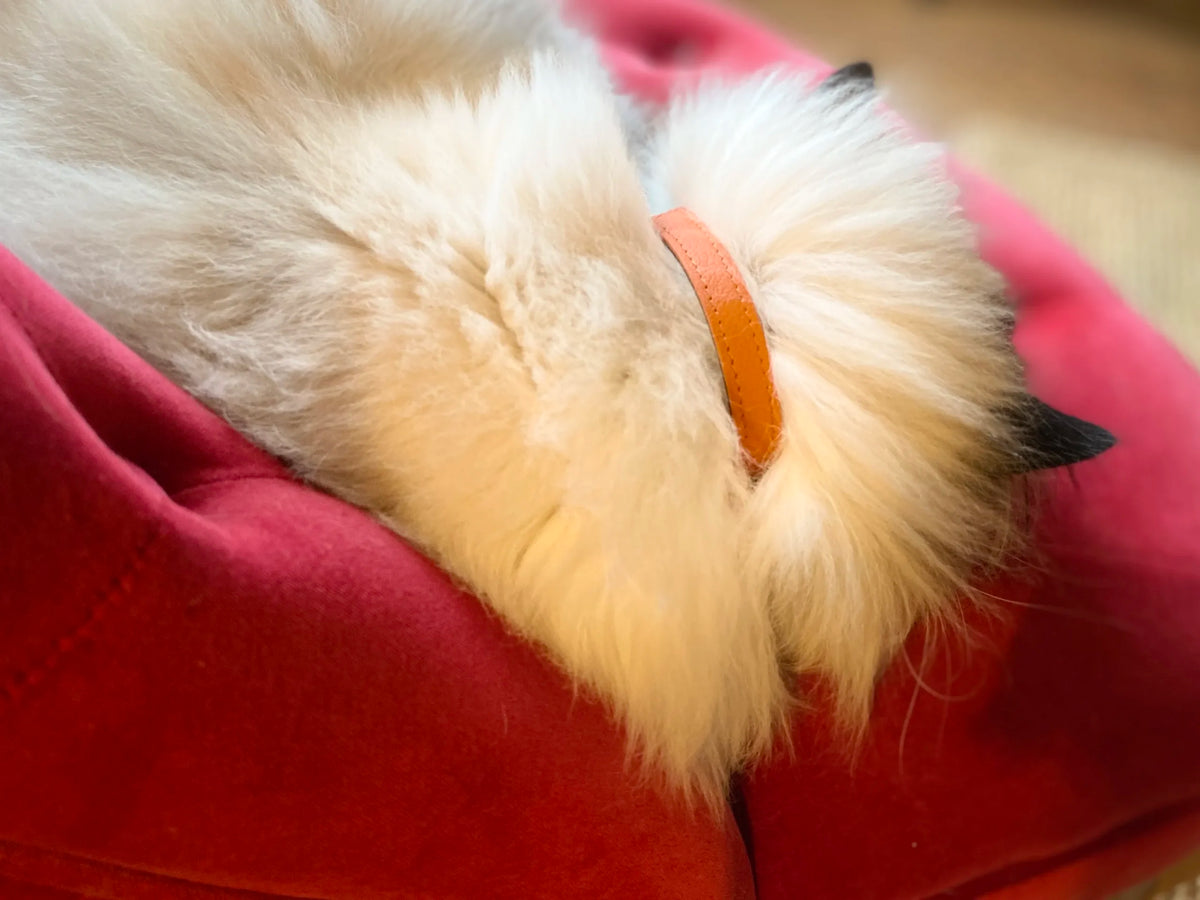 Collier pour chat en cuir LYNX LYNX - 13