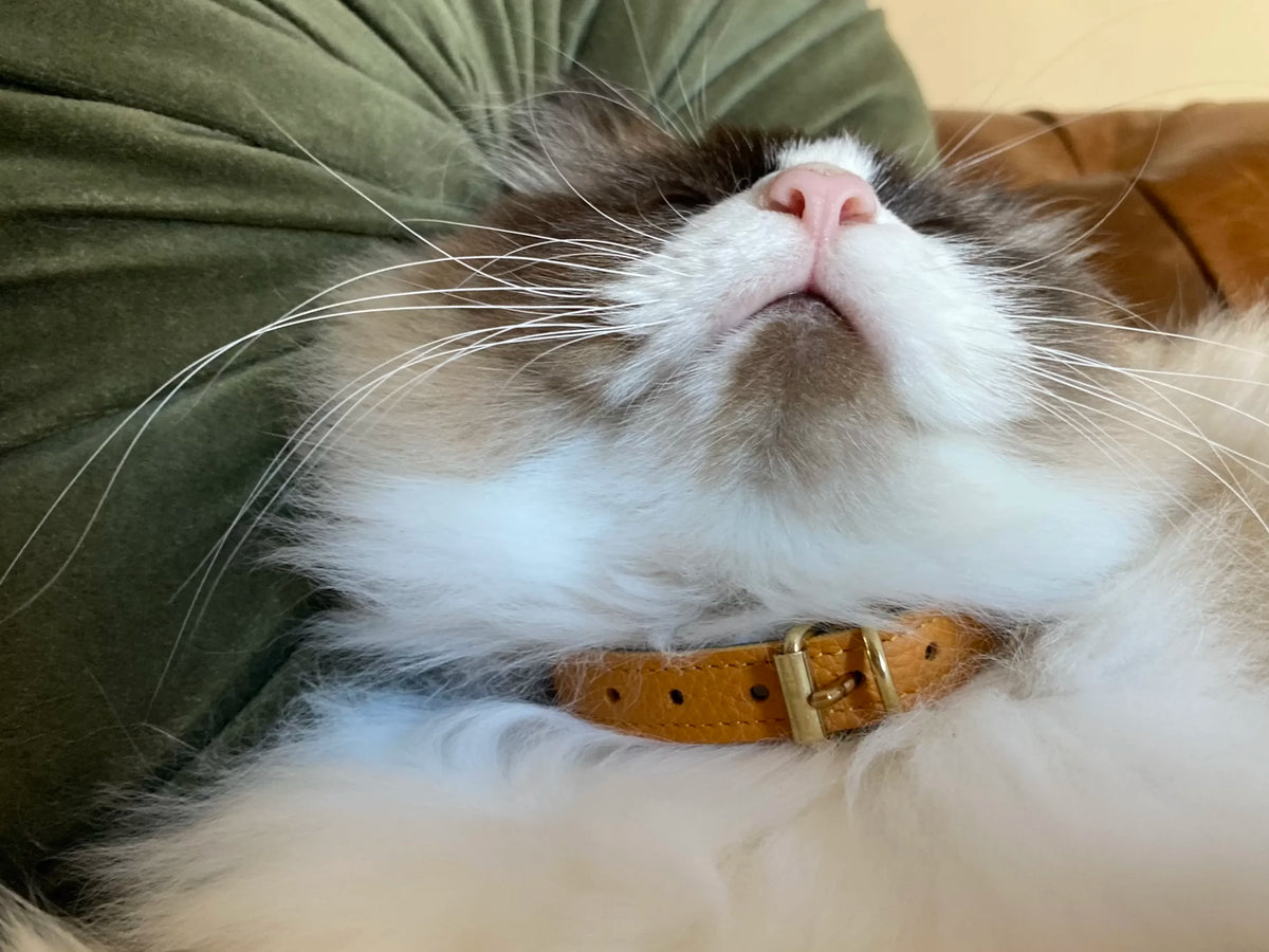 Collier pour chat en cuir LYNX LYNX - 2