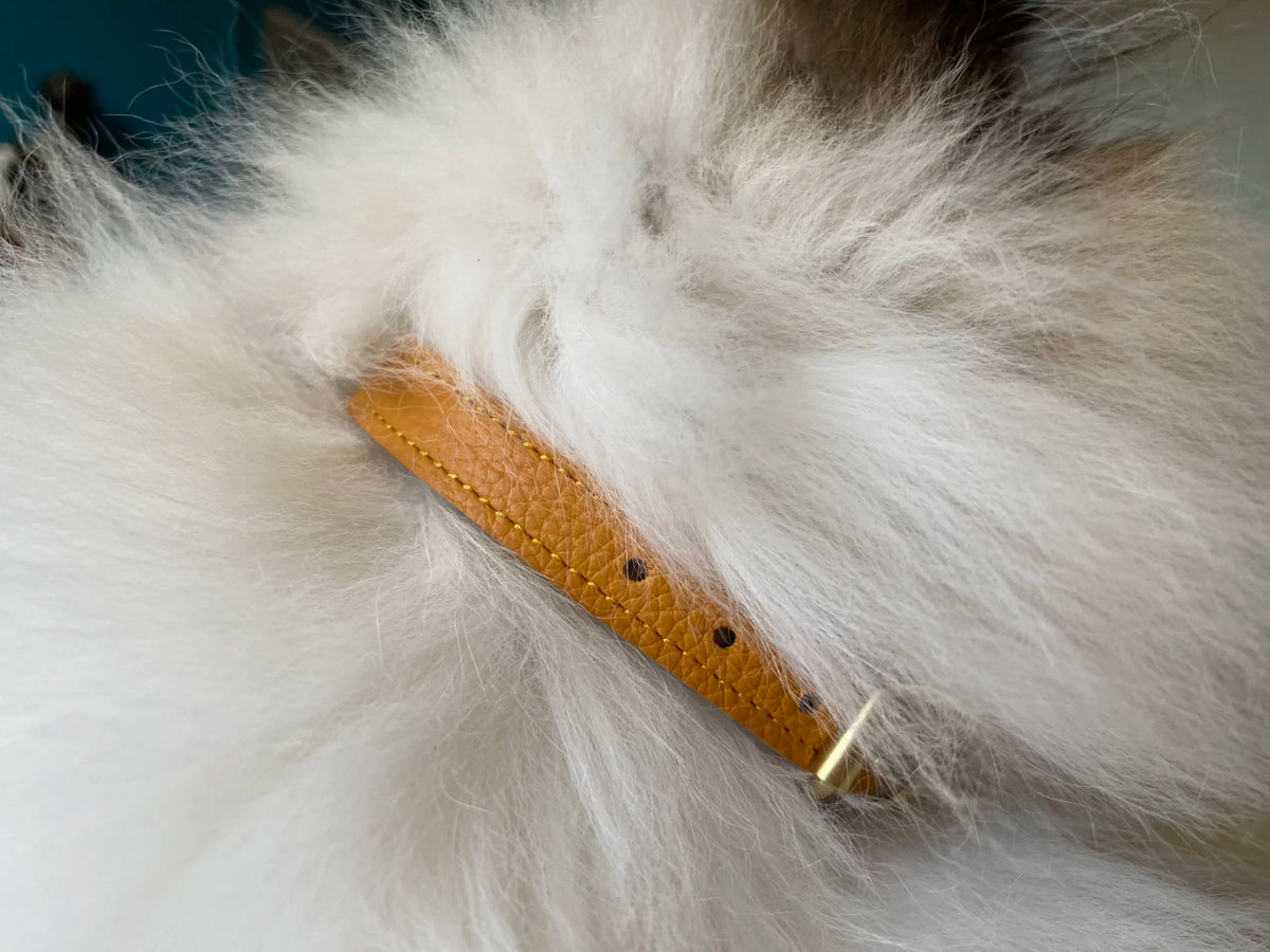 Collier pour chat en cuir LYNX LYNX - 15
