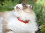 Collier pour chat en nubuck PANTHERA ONCA - 2