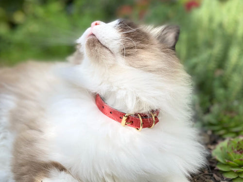 Collier pour chat en nubuck PANTHERA ONCA - 2