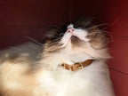 Collier pour chat en cuir PANTHERA TIGRIS - 2