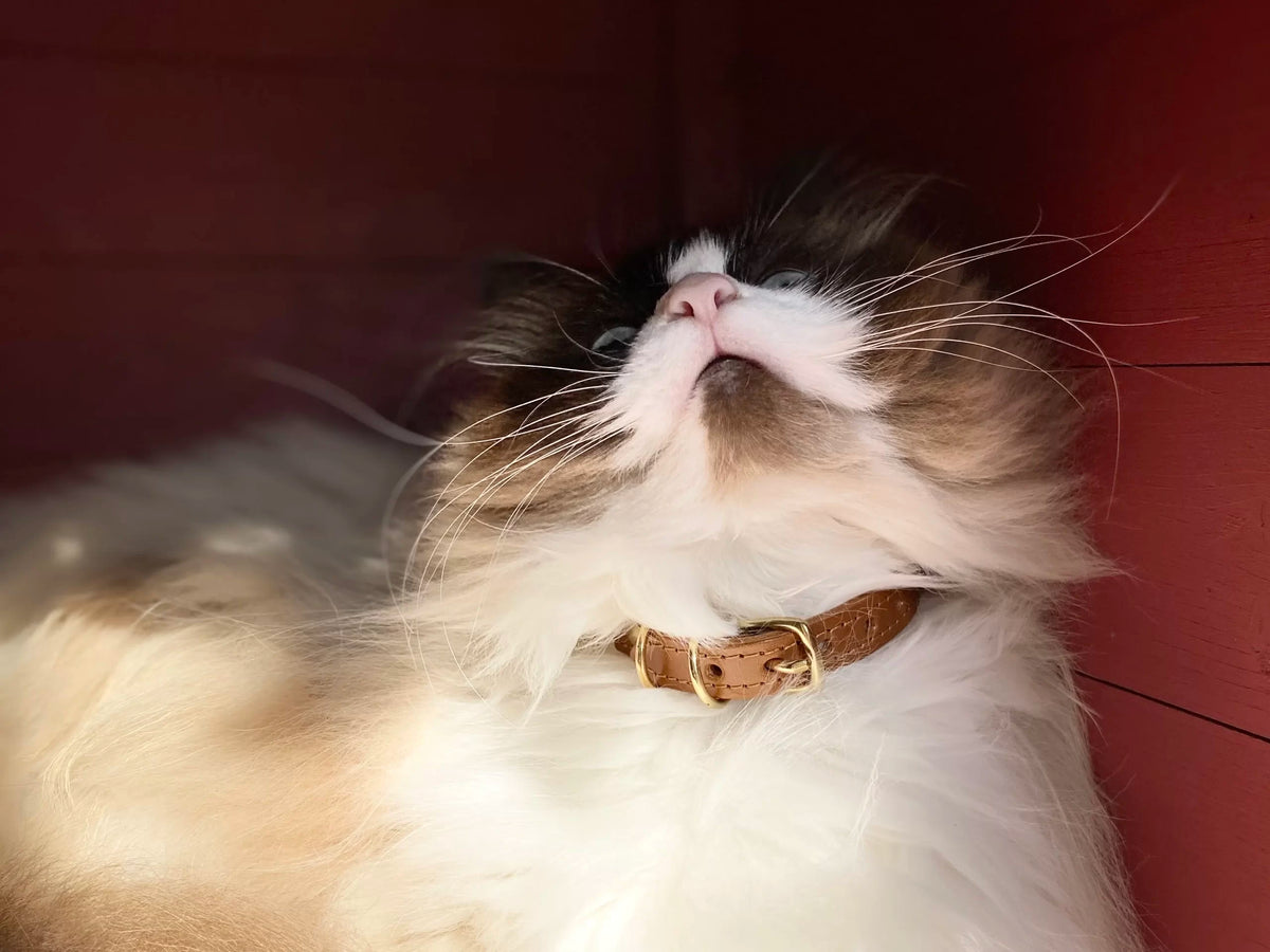 Collier pour chat en cuir PANTHERA TIGRIS - 2
