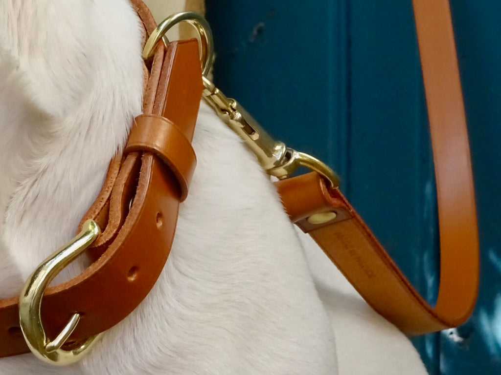 Kit balade collier + laisse CANIS  LUPUS - 1