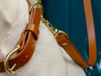 Kit balade collier + laisse CANIS  LUPUS - 1