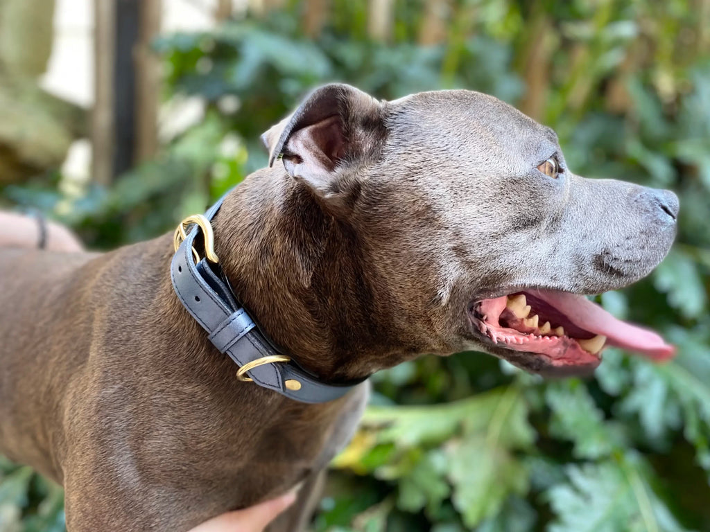 Collier pour chien en cuir GORILLA BERINGEI BERINGEI - 2