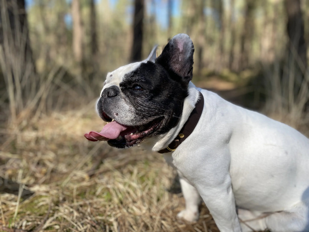 Collier pour chien en nubuck URSUS ARCTOS - 2