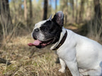Collier pour chien en nubuck URSUS ARCTOS - 2