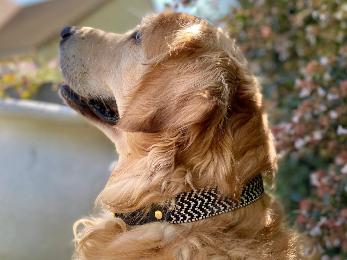 Collier en sangle tressée pour chien OKAPIA JOHNSTONI - 4