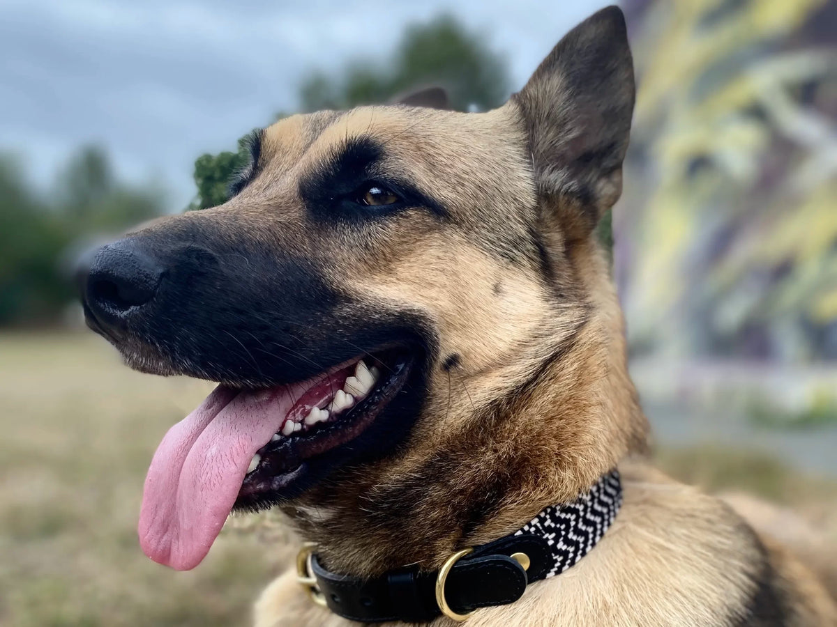Collier en sangle tressée pour chien OKAPIA JOHNSTONI - 2