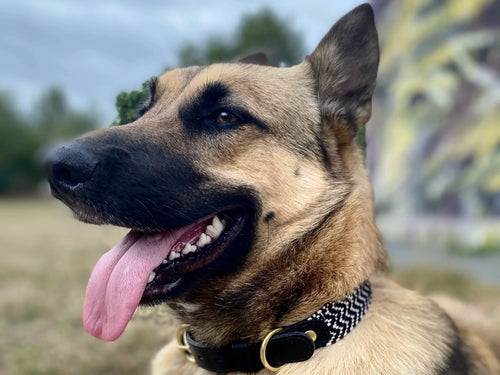 Collier en sangle tressée pour chien OKAPIA JOHNSTONI - 2