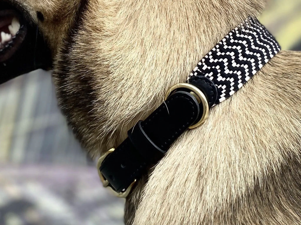 Collier en sangle tressée pour chien OKAPIA JOHNSTONI - 1