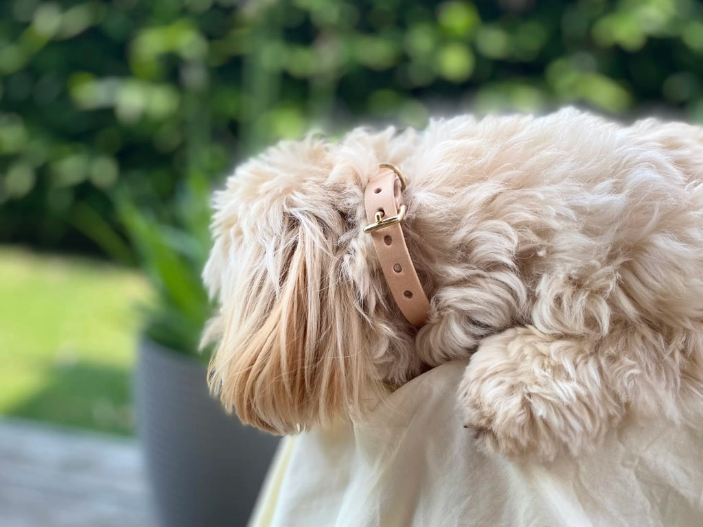 Collier pour petit chien en cuir LYCAON PICTUS - 2