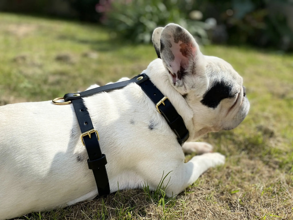 Harnais pour chien en cuir CARCHARODON CARCHARIAS - 1