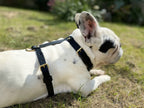 Harnais pour chien en cuir CARCHARODON CARCHARIAS - 1