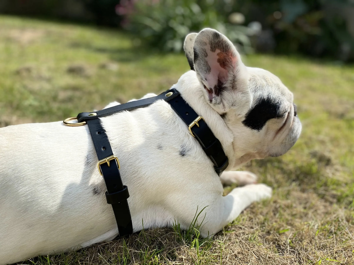 Harnais pour chien en cuir CARCHARODON CARCHARIAS - 1