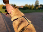 Harnais pour chien en cuir CARCHARODON CARCHARIAS - 2