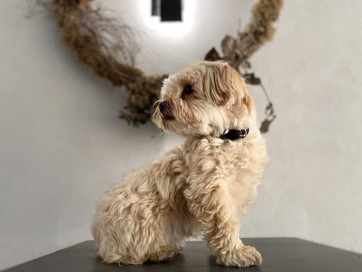 Collier pour petit chien en cuir URSUS MARITIMUS - 2